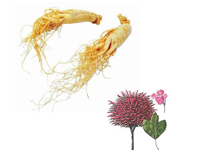 ginseng and hawthorn for potency increase