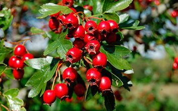 Hawthorn improves men's sex drive, but may lower blood pressure