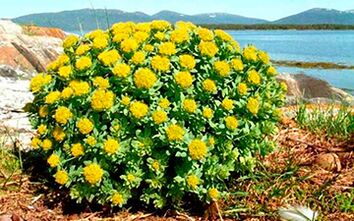 Rhodiola rosea for making potions and tinctures to increase potency