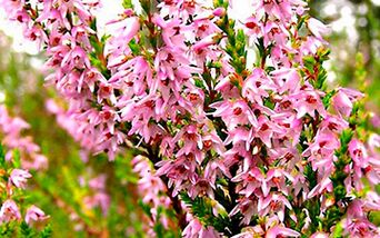 Sainfoin Siberia in the fight against male impotence