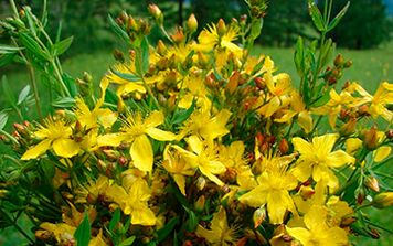 St. John's wort is an effective natural aphrodisiac and antidepressant for men