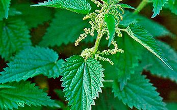Stinging nettle - a healing herb for men's health