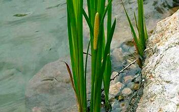 Swamp Calamus, its roots are used to increase male potency