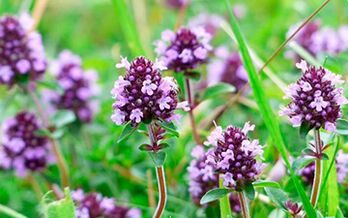 Thyme is useful for potency, but has contraindications to use